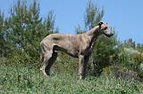 GREYHOUND 157